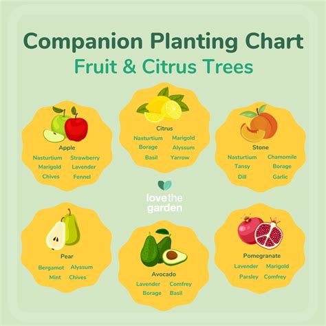 Companion Plants For Stone Fruit